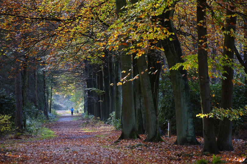 秋天树叶木材自然开车亚军运行孤独颜色季节森林季节性环境