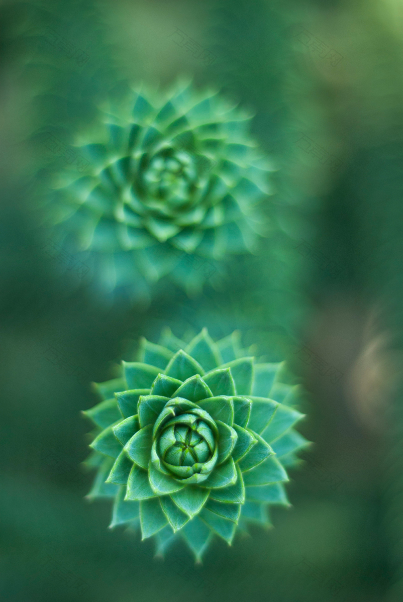 绿色肉质植物的选择性聚焦摄影