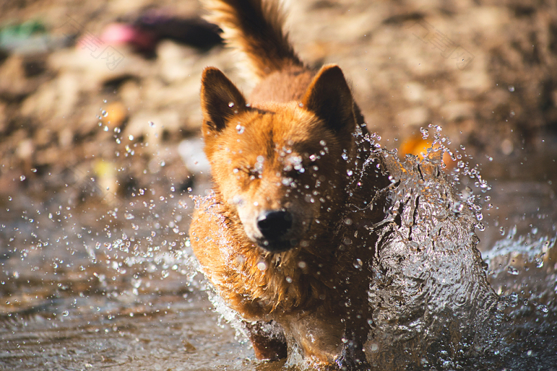 狗在水上跑