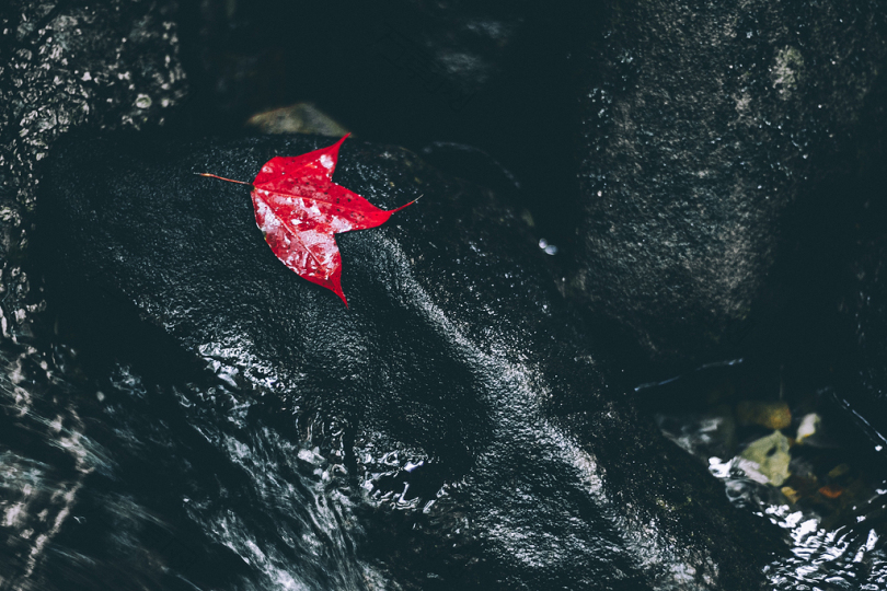 水体上的红叶