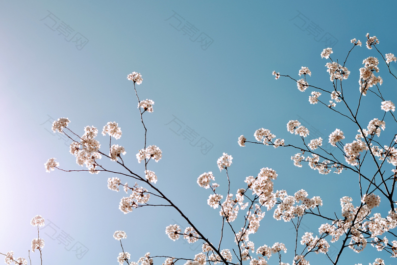 樱花树低角度照片