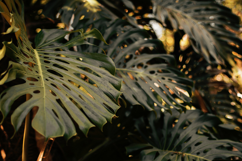 绿叶植物特写照片