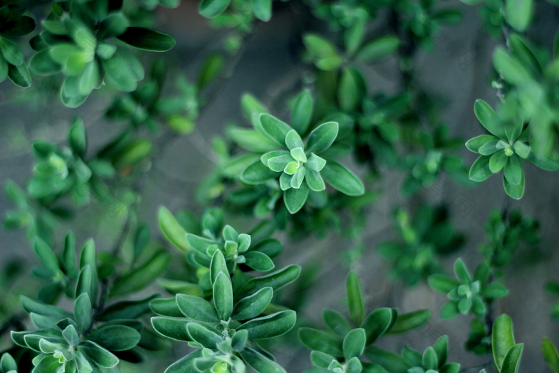 绿叶植物选择性聚焦照片