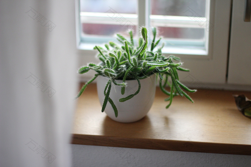 白色陶瓷花瓶中的绿色植物