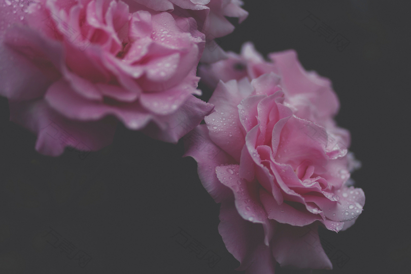 粉红色花朵的选择性聚焦照片