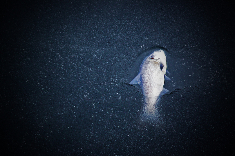 水下灰宠物鱼图片