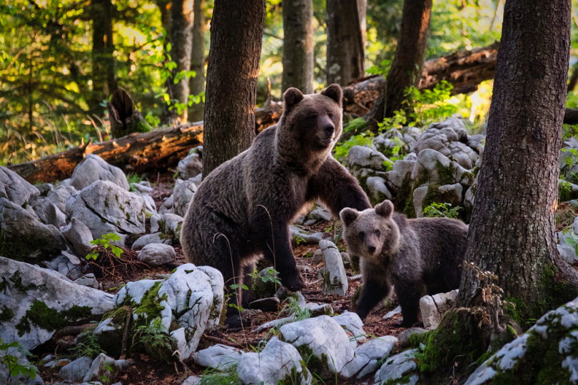 白天在岩石旁边的两棵棕熊
