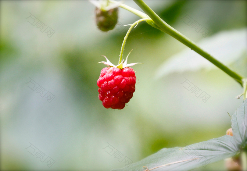 红树莓的选择性聚焦摄影