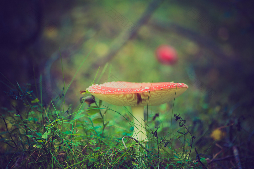红黄蘑菇微距摄影