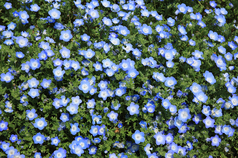 蓝花植物