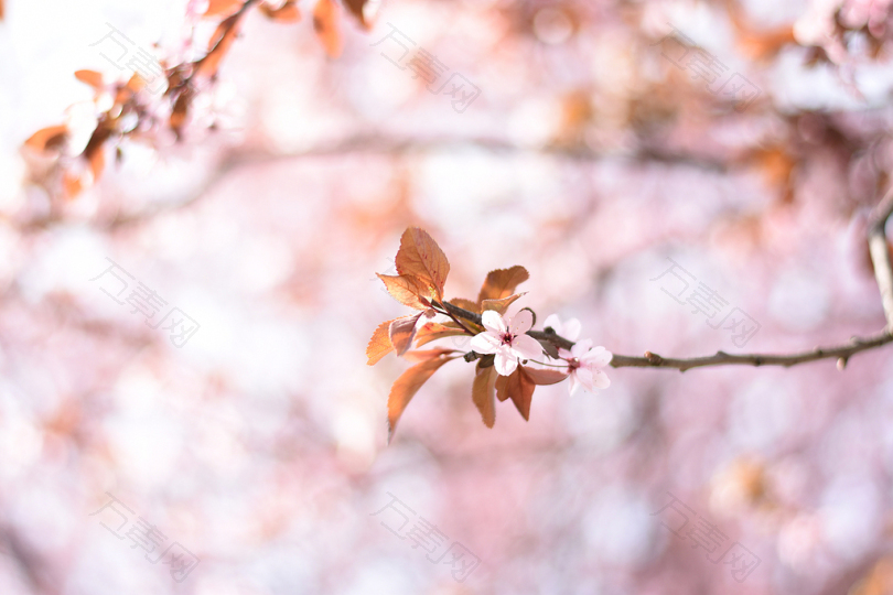 棕色树叶树的选择性聚焦照片