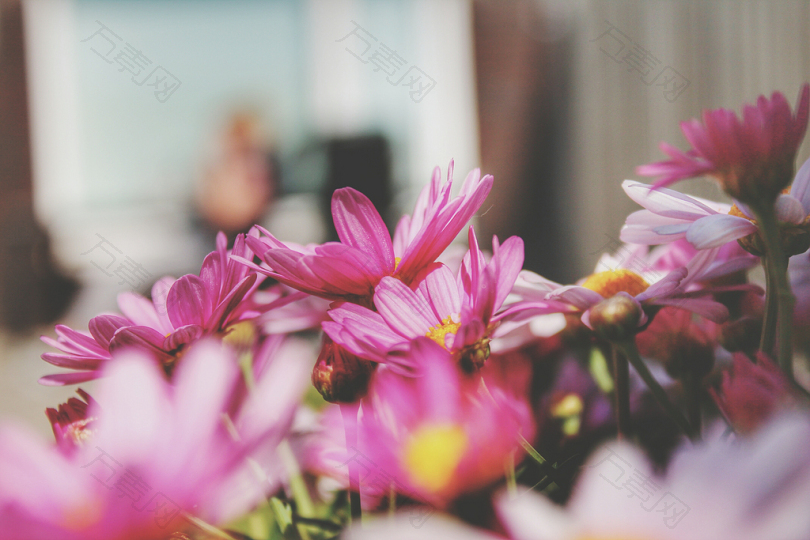 粉红色花瓣的选择性聚焦照片