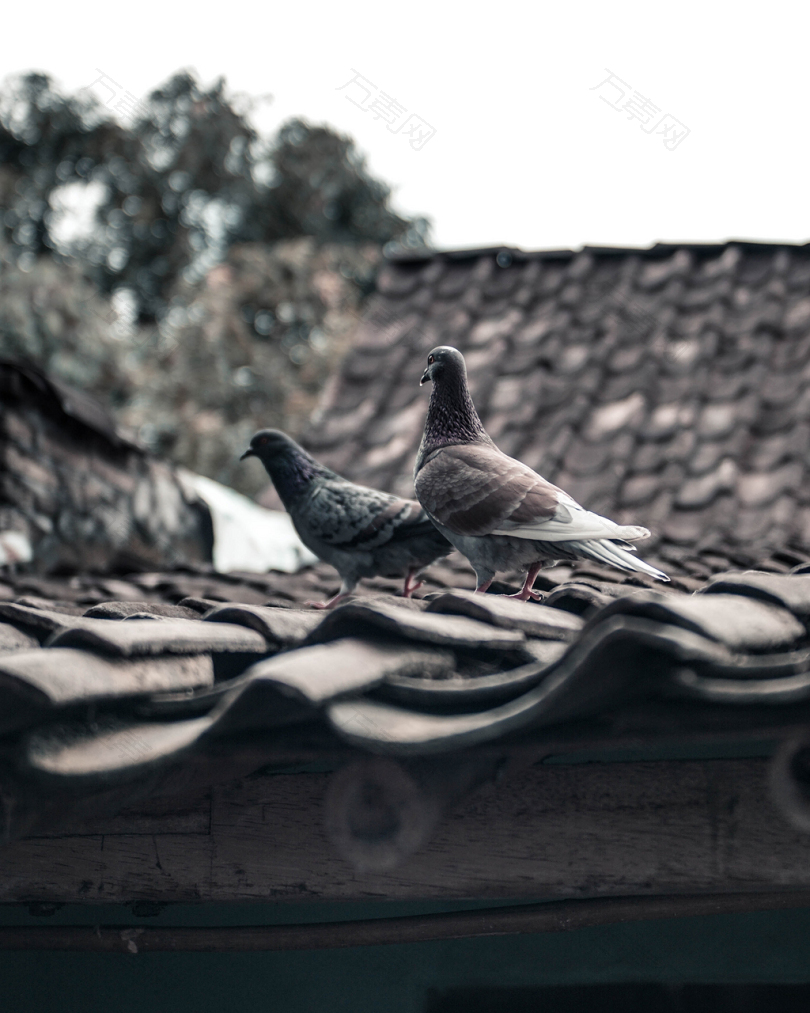 屋顶上两只灰色的鸽子