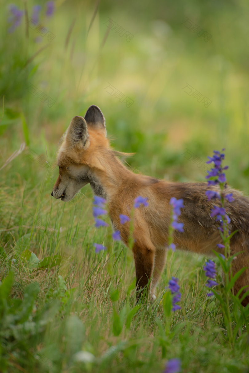 狐狸站在紫草旁的青草地上