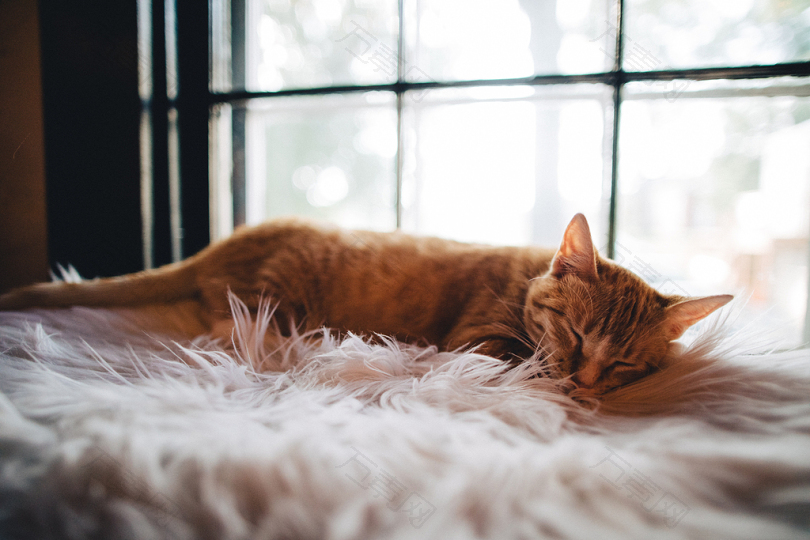 猫席子毯子睡觉睡觉小睡动物宠物猫平静和平耳朵毛皮睡觉窗户毛茸茸的橙色的小睡打盹绒毛