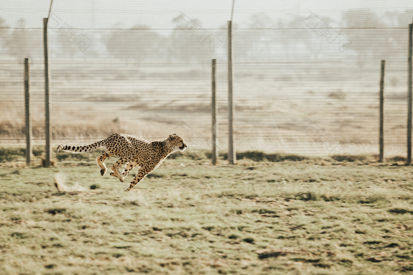 猎豹奔跑在棕褐色的田野上