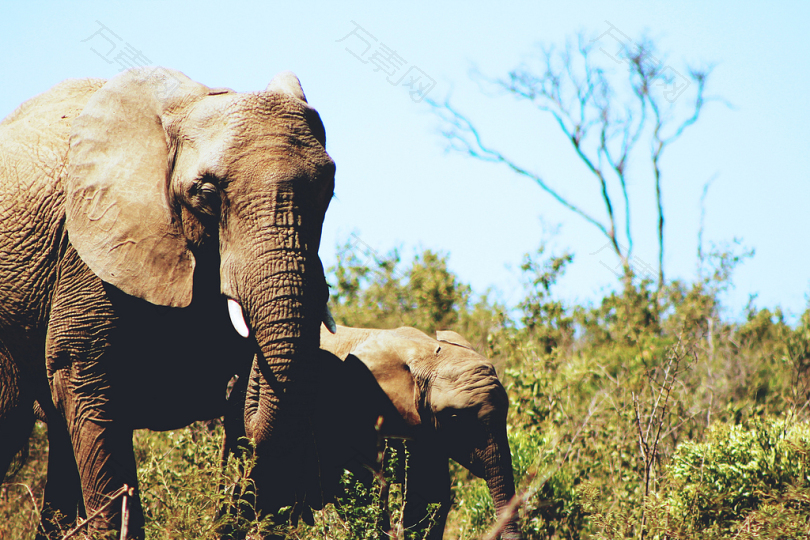 非洲小象