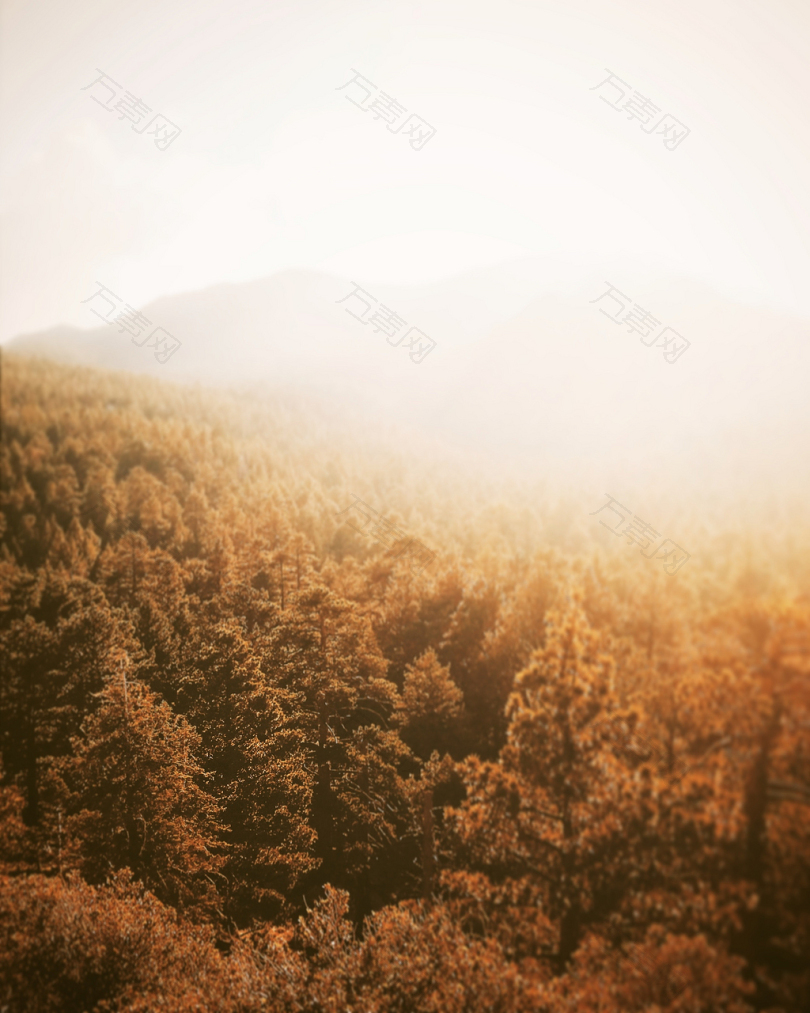 黄金时段森林摄影
