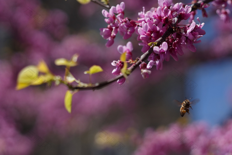 棕蜂附近的樱花植物选择性聚焦照片