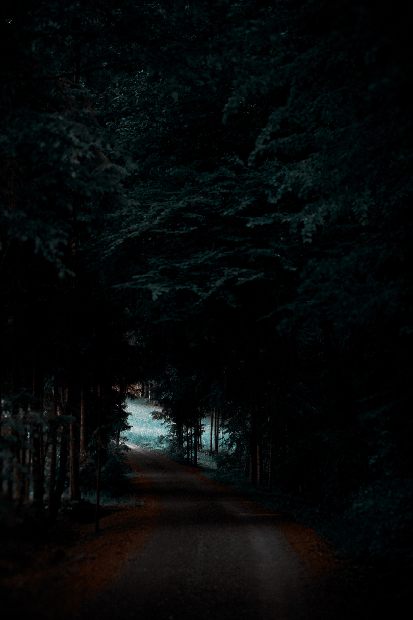 森林间的灰色道路