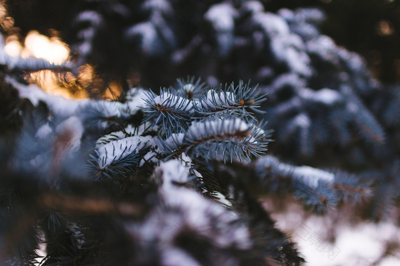 雪覆盖植物的选择性聚焦摄影