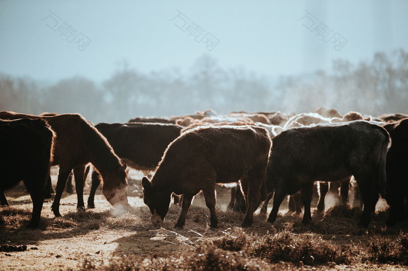 棕牛群的倾斜移动透镜摄影
