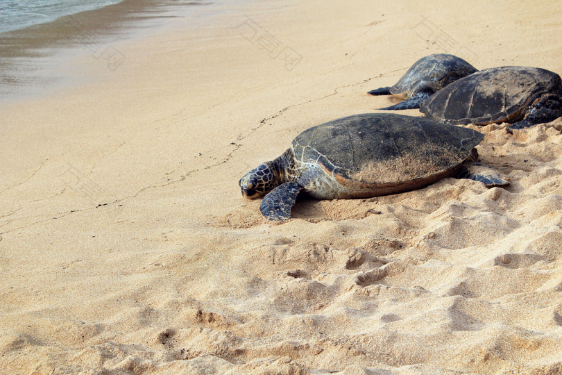 海岸上的三只棕龟