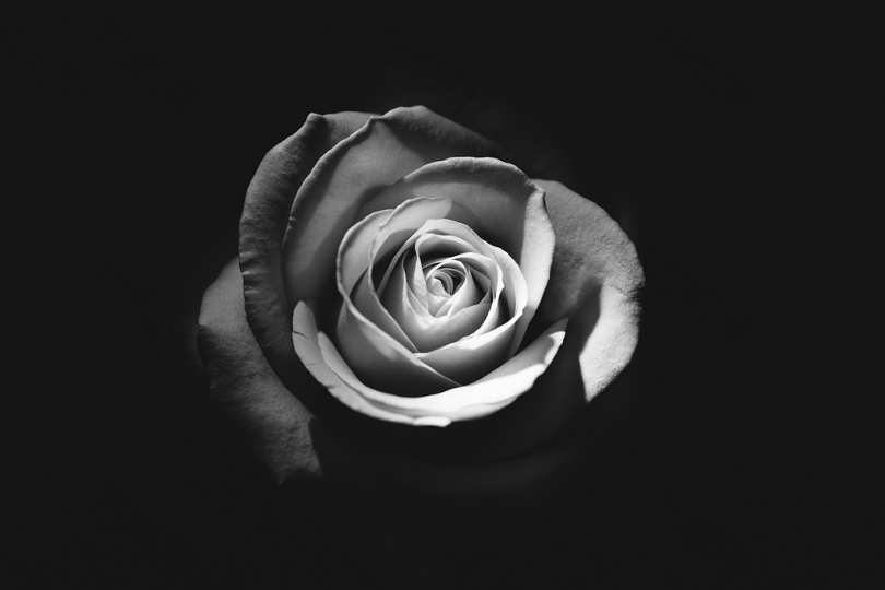 玫瑰灰度照片
