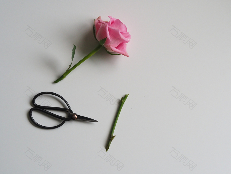 白色表面上黑色剪刀旁的粉红玫瑰花