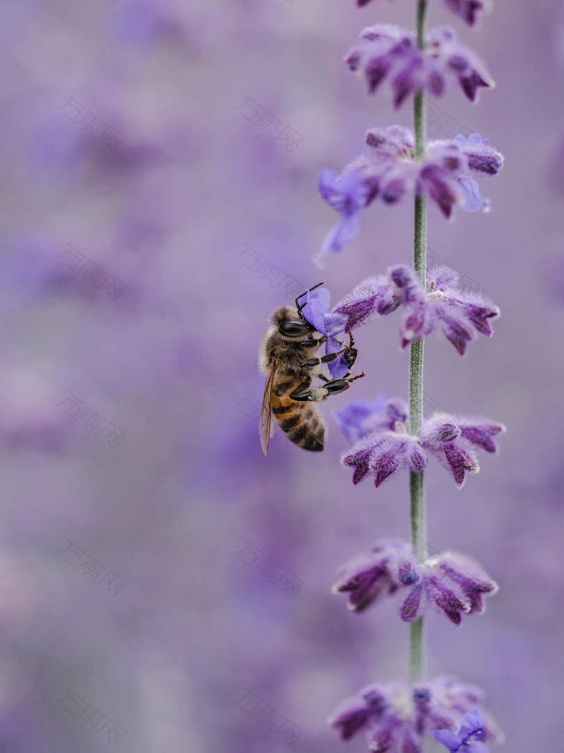 紫花蜜蜂