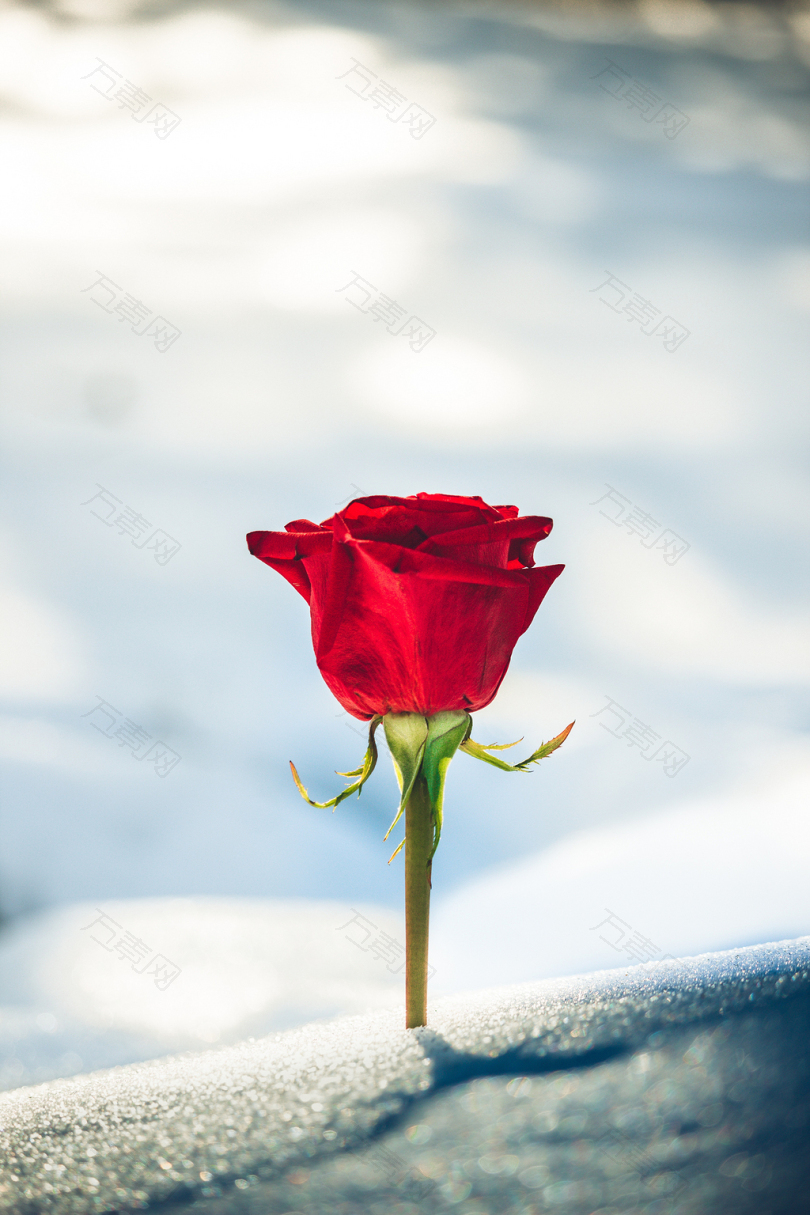 盛开的红玫瑰花