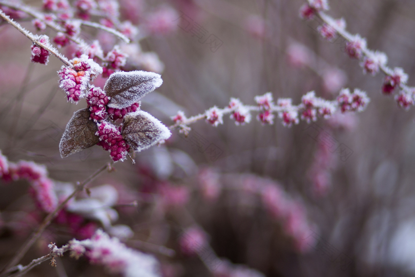 白雪覆盖的紫花