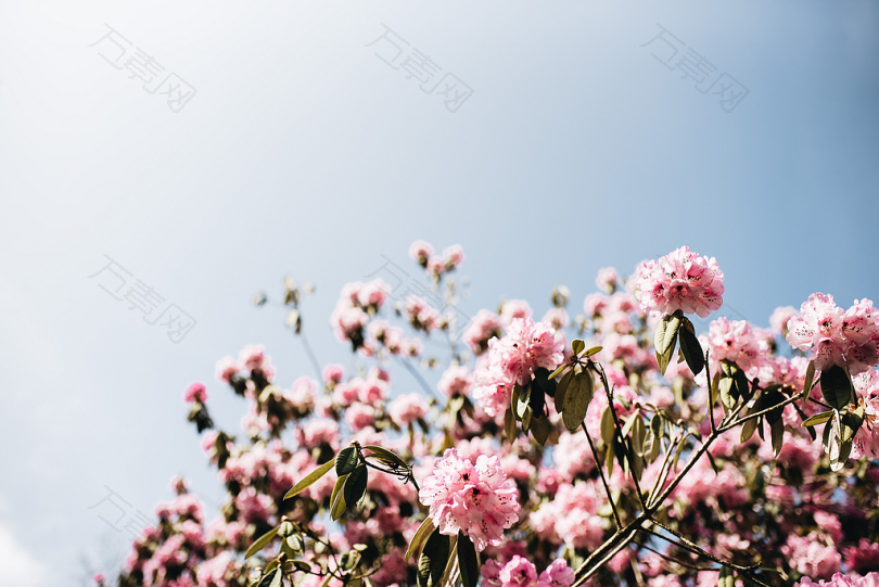 白天粉红色的花