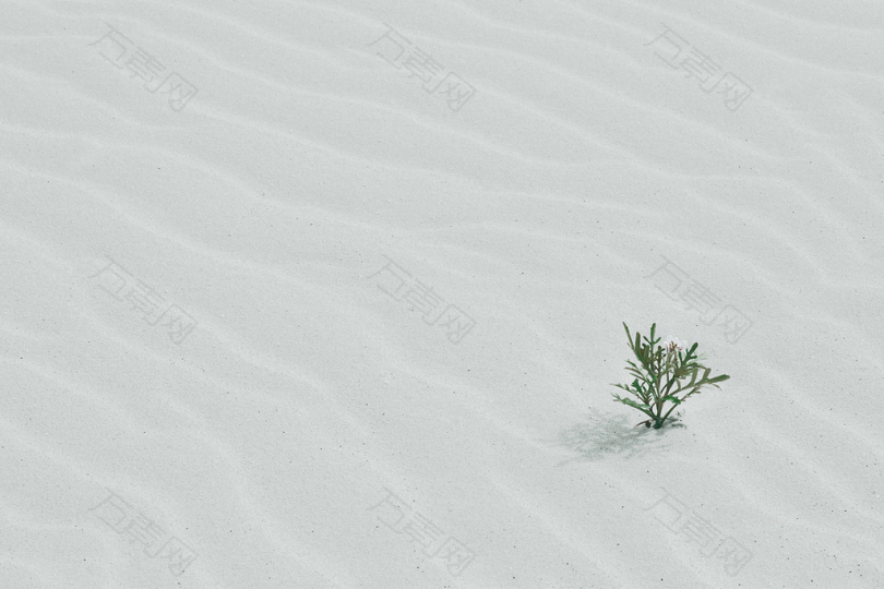 沙上绿树