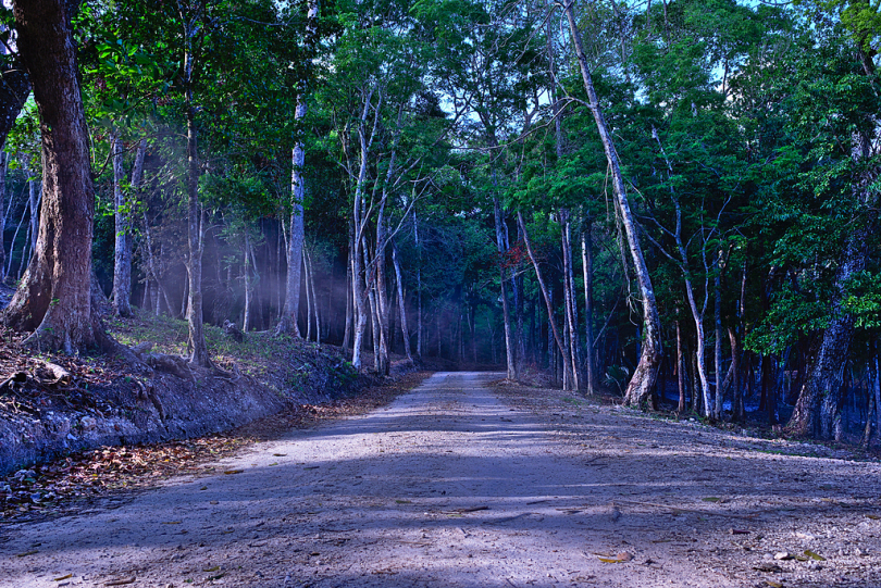 伍兹怪异的泥路穆迪路路径朦胧径叶子伯利兹深林黑暗的森林