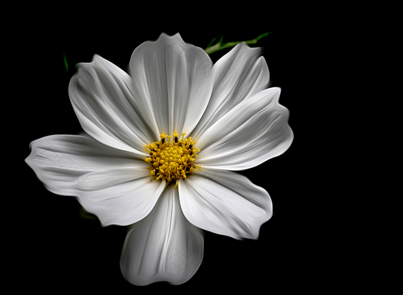 白色宇宙花卉特写摄影