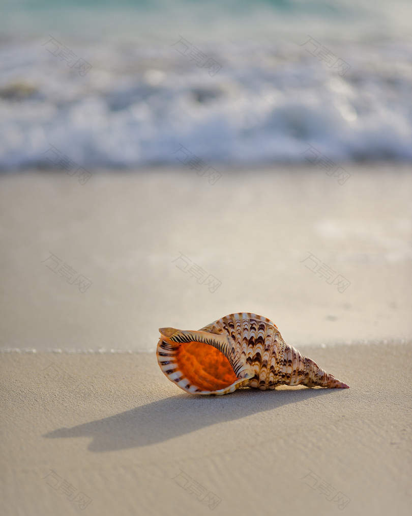海岸上的棕白海螺