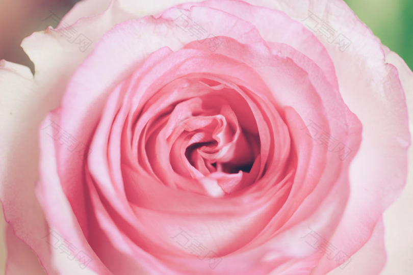 粉红色和白色花瓣的特写照片