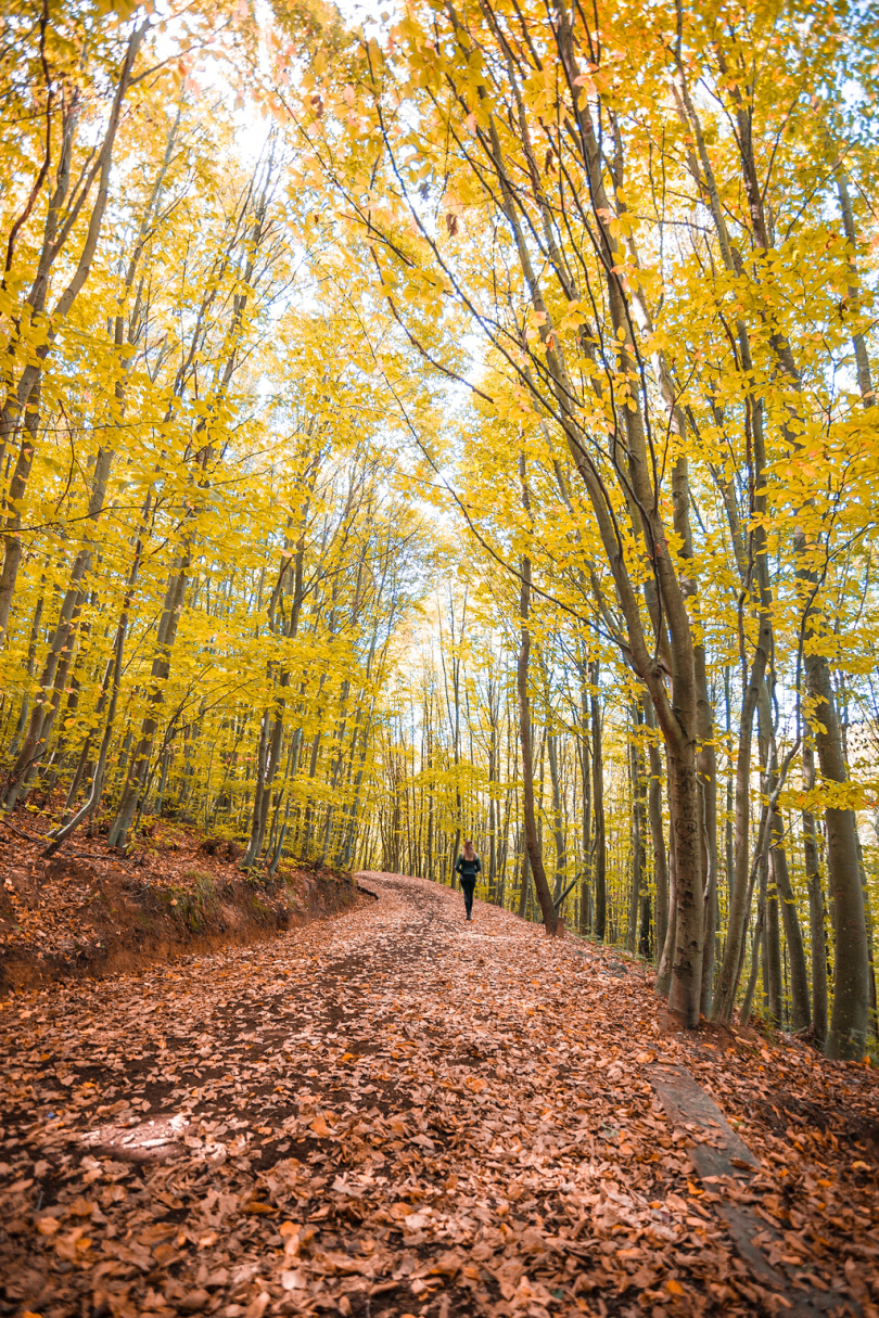 秋天黄色森林树木
