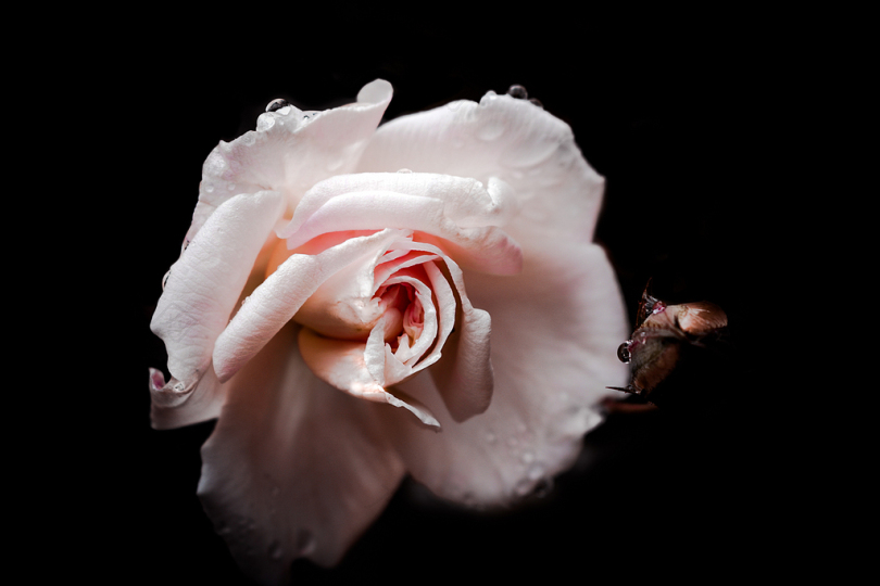 选择性聚焦摄影中的粉红玫瑰花