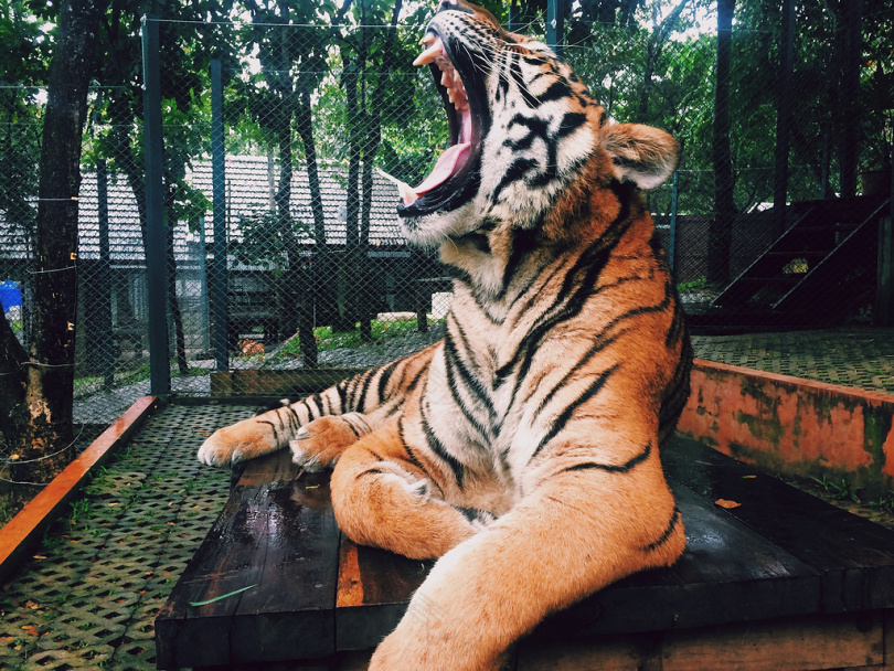 白天在动物园里吼叫老虎