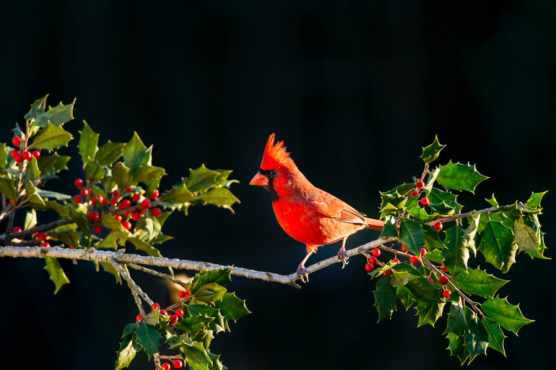 红雀在树枝上的浅焦点
