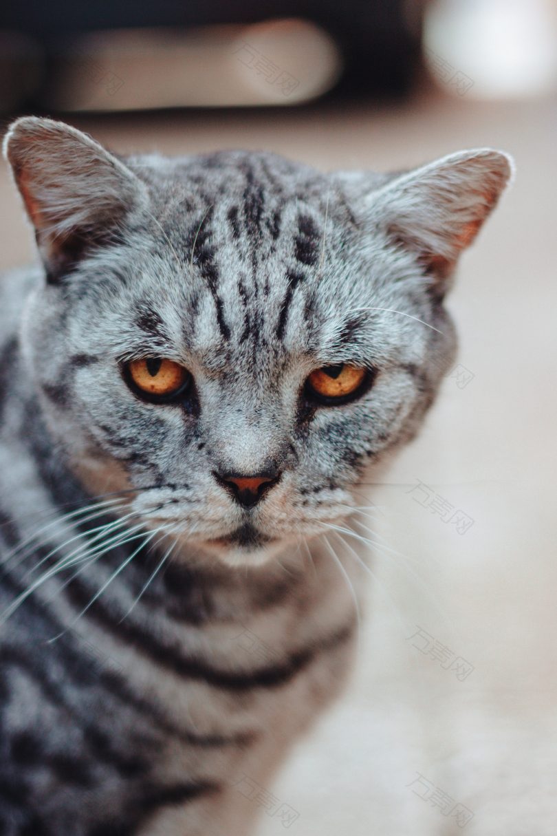 灰黑色猫的选择性聚焦照片