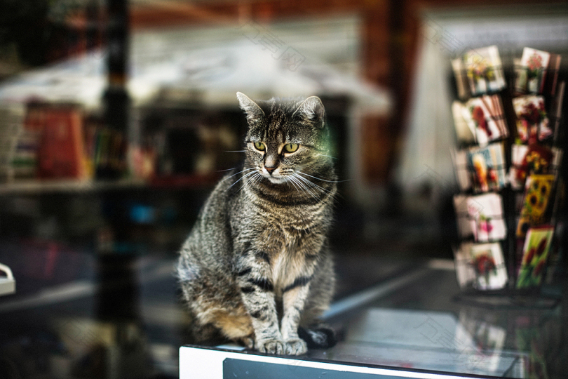 猫宠物动物橱窗商店家居城市佳能eo欧洲波兰波兹南街头摄影佳能伊维索大型动物猫咪小猫