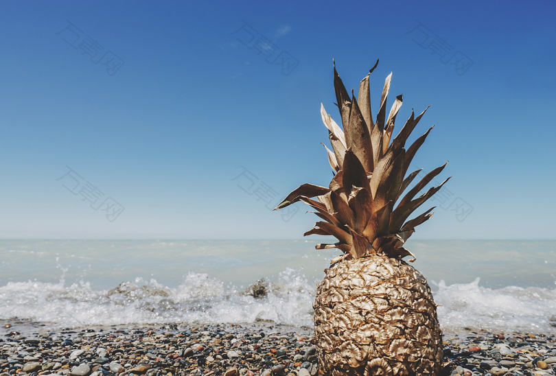 白天在海边的棕色菠萝