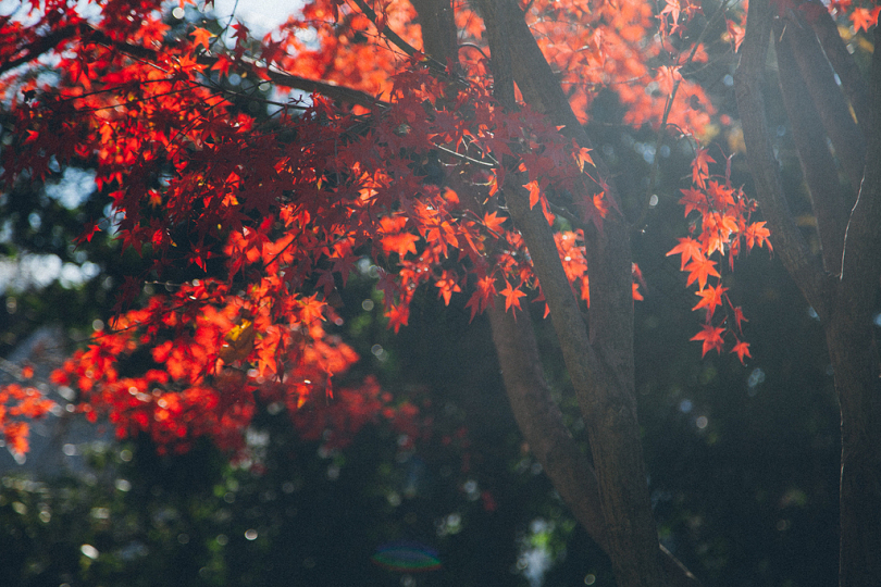 红叶枫树特写照片