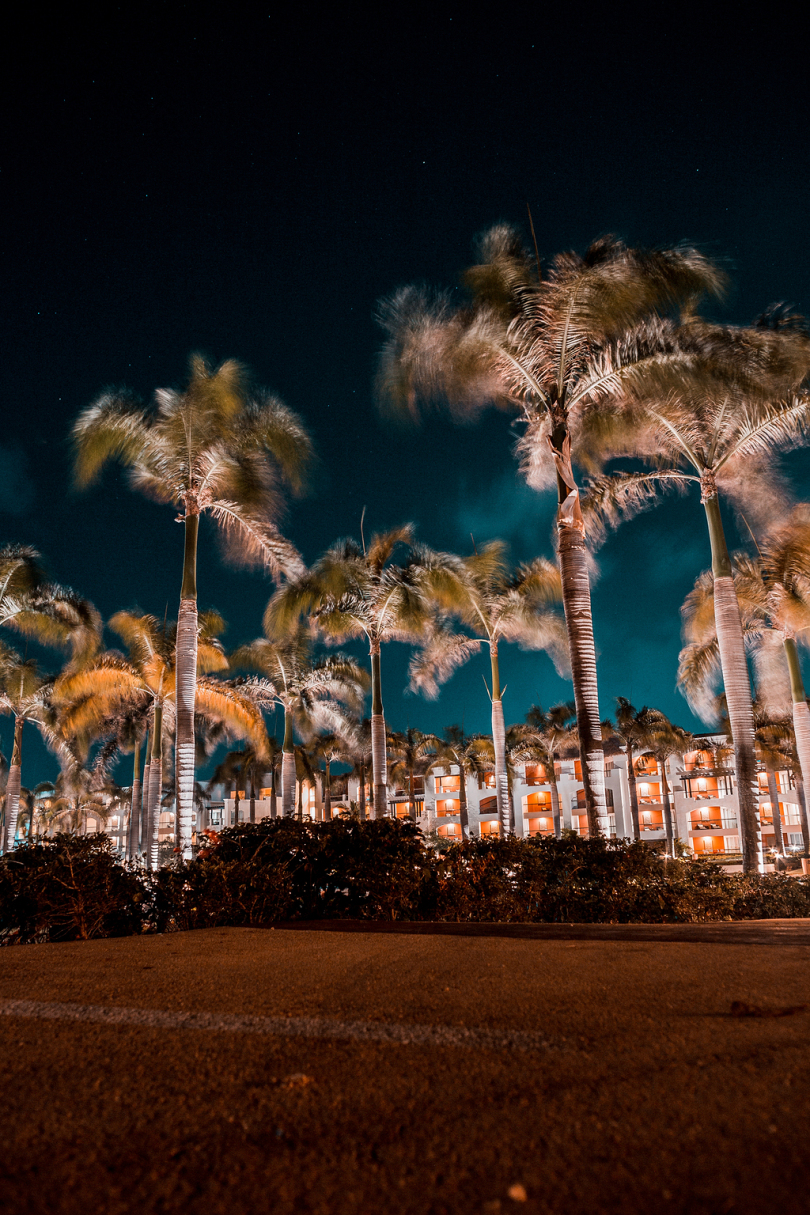 夜间棕榈树