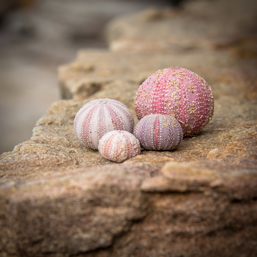 海胆岩石海岸海滩特写镜头细节宏粉红海味光照夏天自然澳大利亚旅游海滨大海