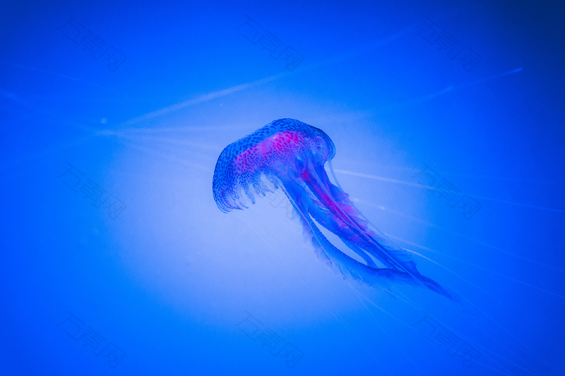 蓝海蜇的水下摄影