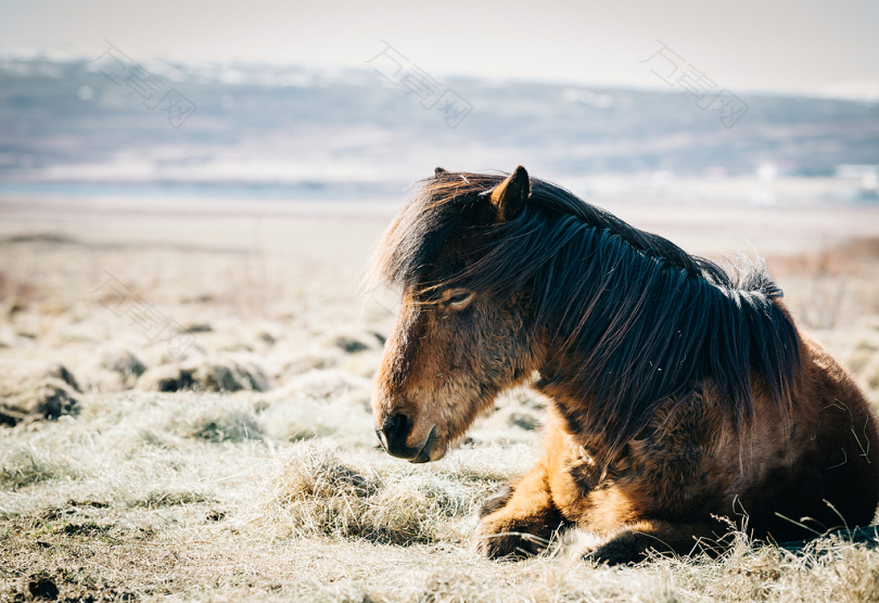 棕色的马坐在海滩附近的草地上
